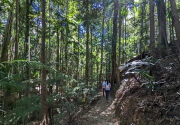 walking-on-the-Greenes Falls track Maiala National Park Mount Glorious.
