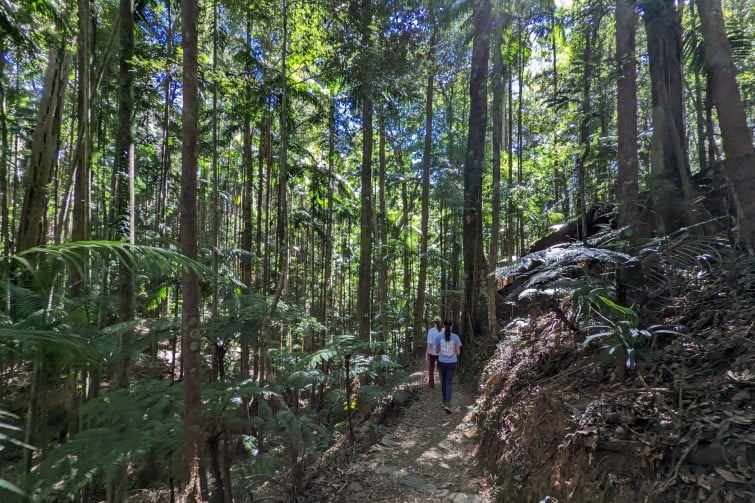walking-on-the-Greenes Falls track Maiala National Park Mount Glorious.