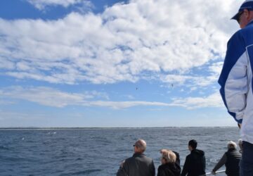 Spirit of Gold Coast, Whale Watching