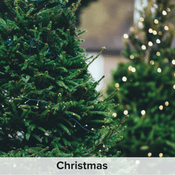 Christmas in Brisbane and Christmas Trees