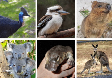 unique australian animals